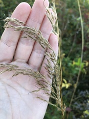 Sorghastrum