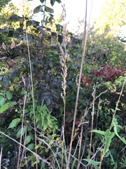 Sorghastrum