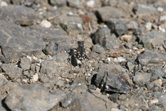 Cicindela senilis