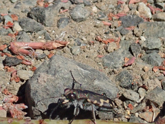 Cicindela senilis