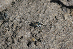 Cicindela senilis