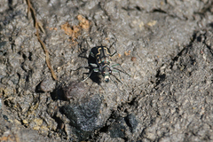 Cicindela senilis