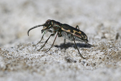 Cicindela senilis