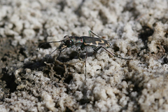 Cicindela senilis