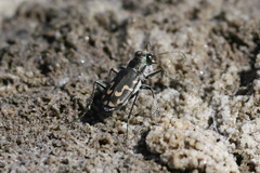 Cicindela senilis