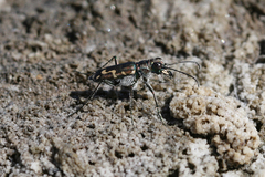 Cicindela senilis