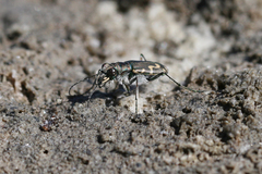 Cicindela senilis