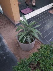 Aloe vera