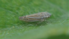 Amphigonalia