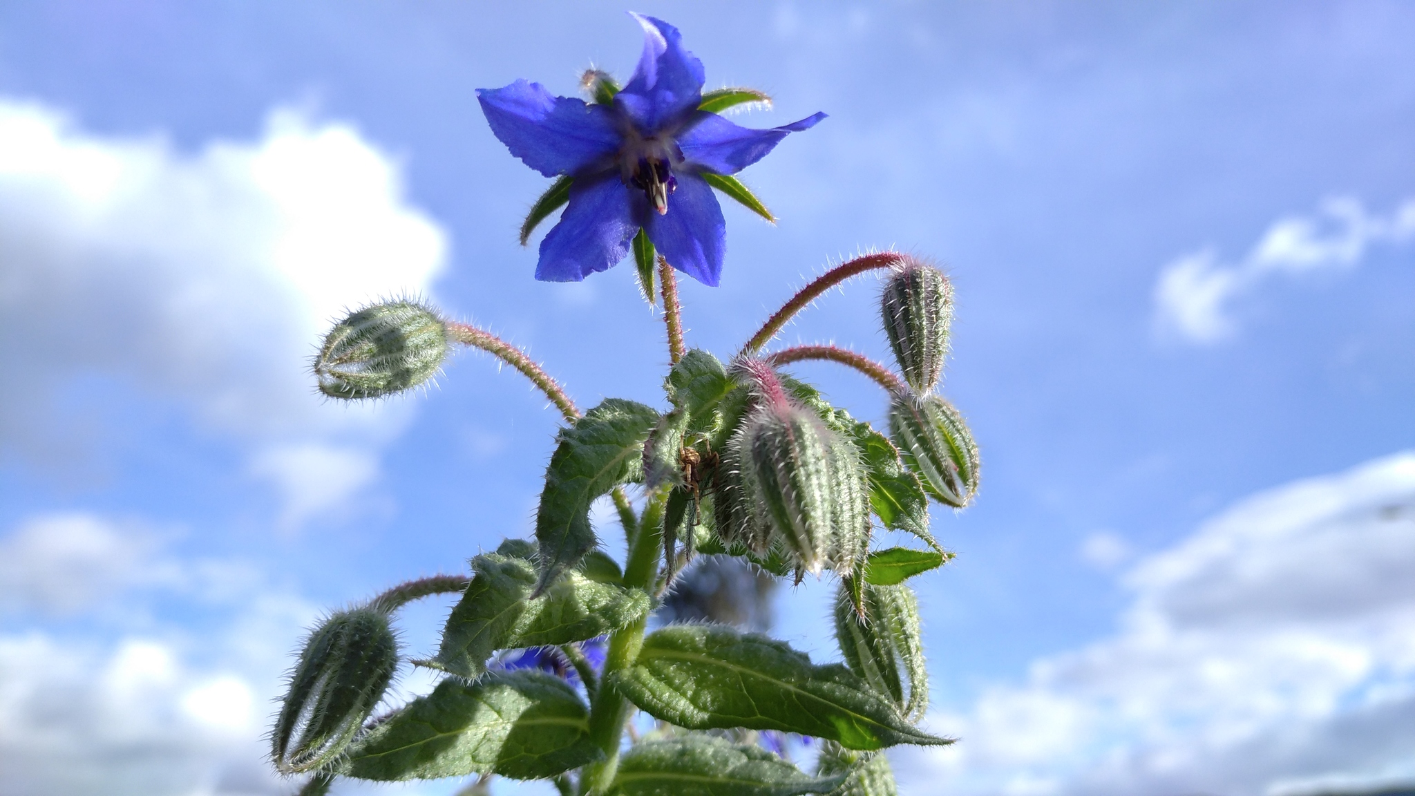 Borago officinalis image