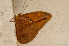 Opsiphanes boisduvallii