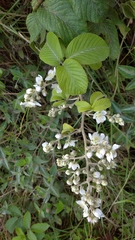 Rubus boliviensis image