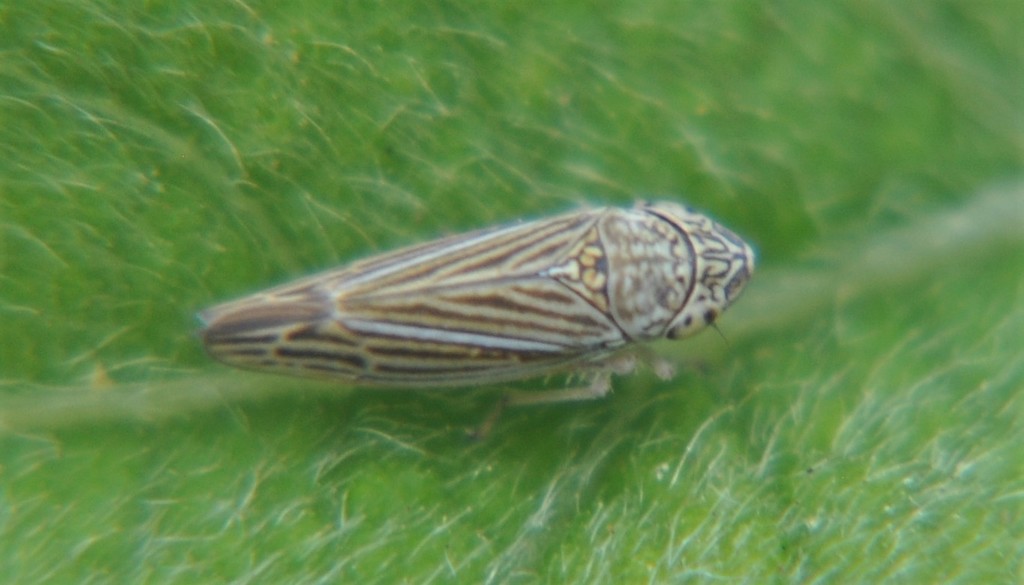 Graphocephala spinosa
