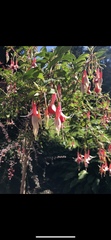 Fuchsia magellanica