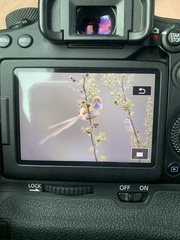 Stipiturus malachurus