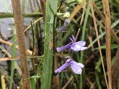 Lobelia elongata