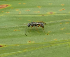 Auplopus mellipes