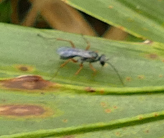Auplopus mellipes