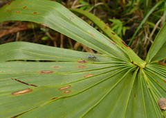 Auplopus mellipes