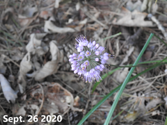 Allium thunbergii