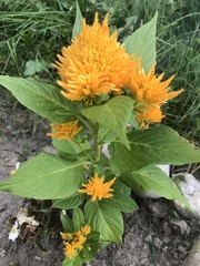 Celosia argentea plumosa