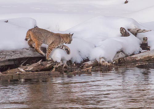 Bobcat photographed in Wyoming