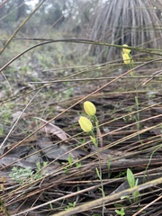 Thelymitra antennifera