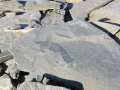 Anomalocaris canadensis