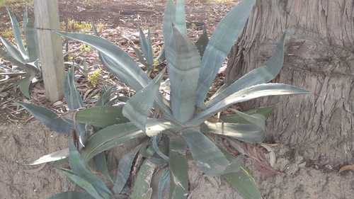 Agave americana image