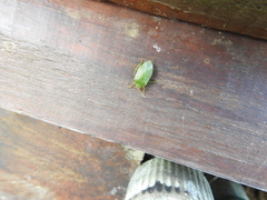 Sinopla perpunctatus