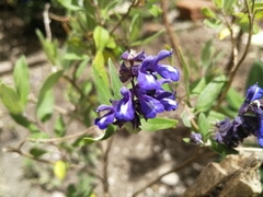 Salvia humboldtiana