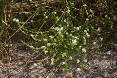 Plagiobothrys parishii