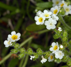 Plagiobothrys parishii