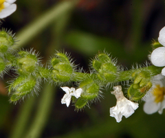 Plagiobothrys parishii