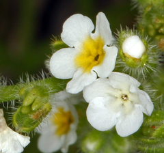 Plagiobothrys parishii