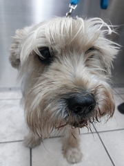 Canis familiaris
