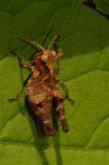 Melanotettix dibelonius