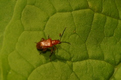 Criocerinae