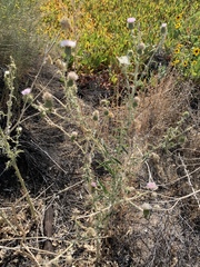 Cirsium mohavense