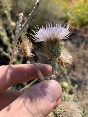 Cirsium mohavense