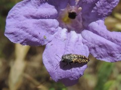 Acmaeodera
