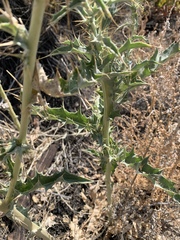 Cirsium mohavense