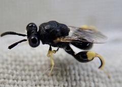Brachymeria tibialis