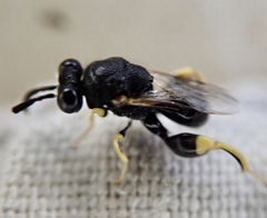 Brachymeria tibialis