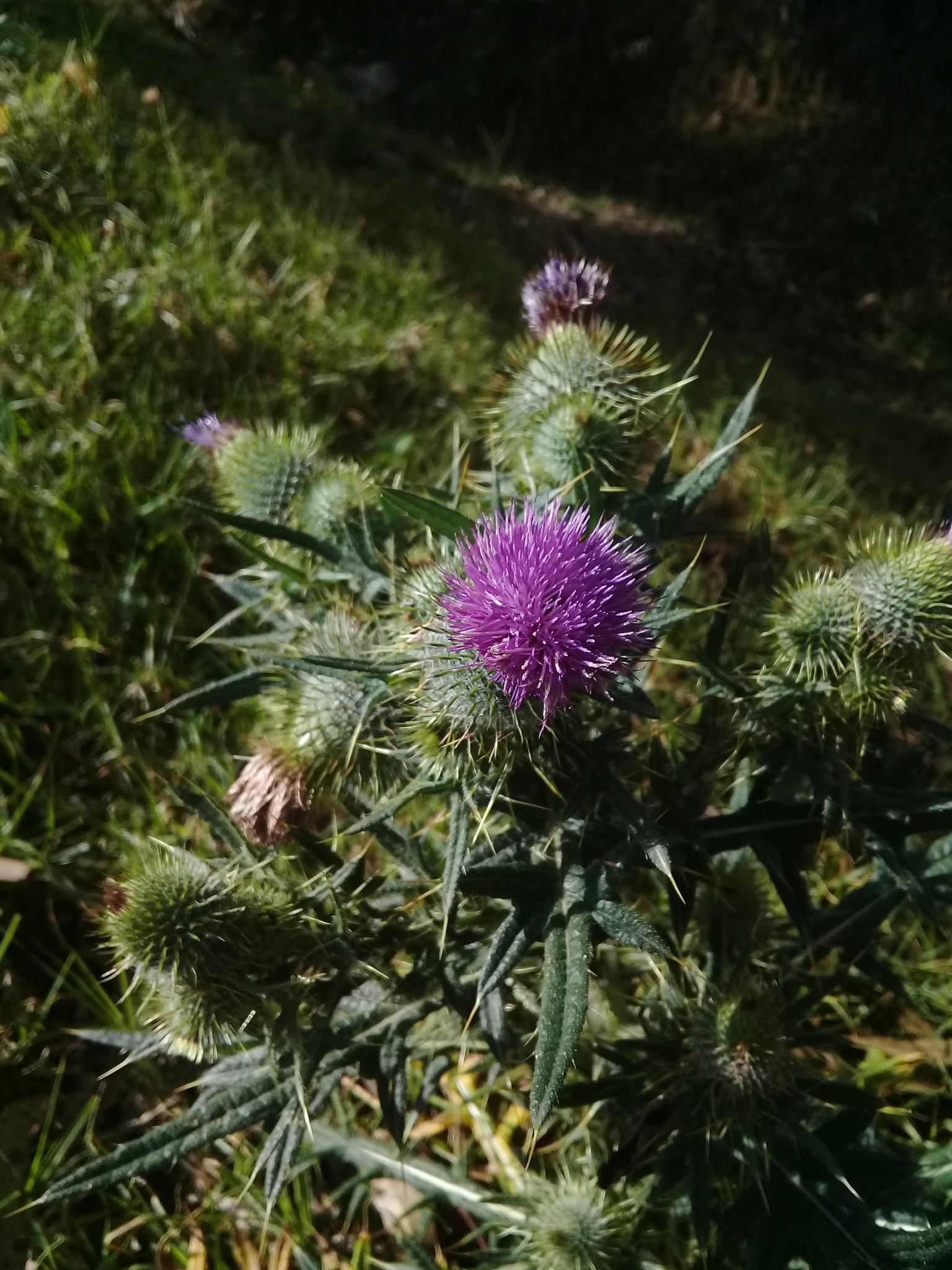 Cirsium image