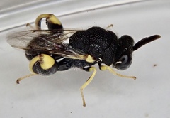 Brachymeria tibialis