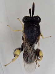 Brachymeria tibialis