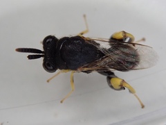 Brachymeria tibialis