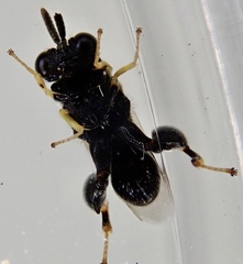 Brachymeria tibialis