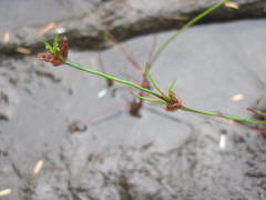 Juncus supiniformis